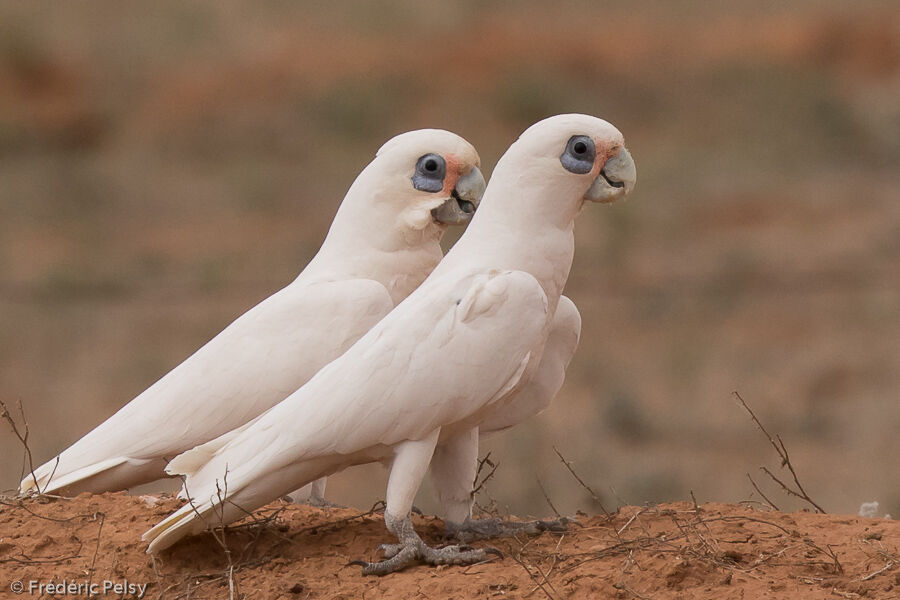 Cacatoès corella