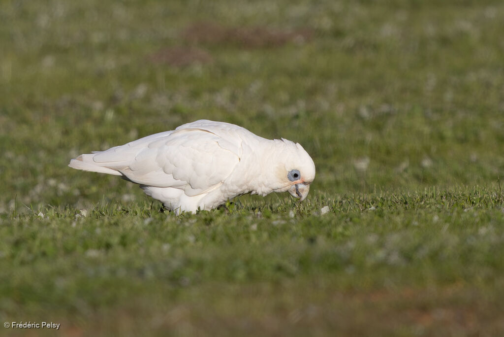 Little Corella