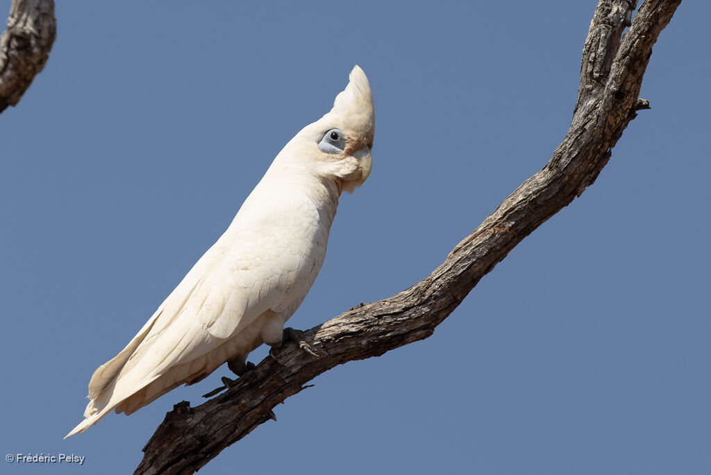 Cacatoès corella