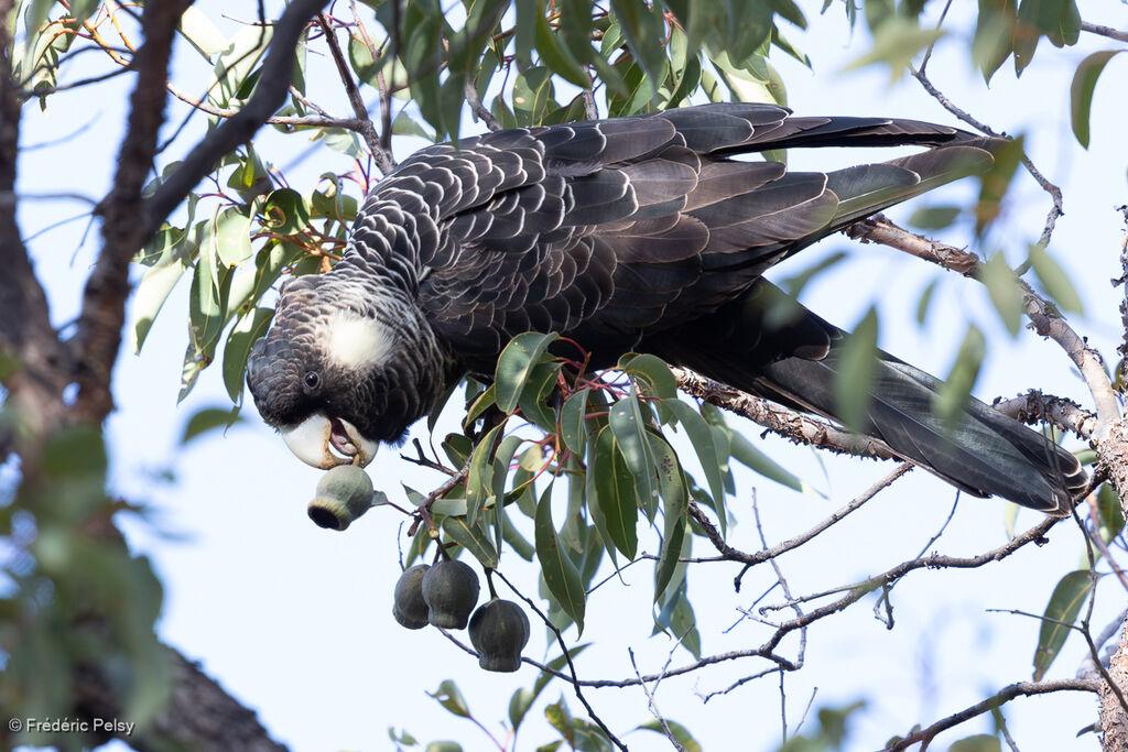 Baudin's Black Cockatoo