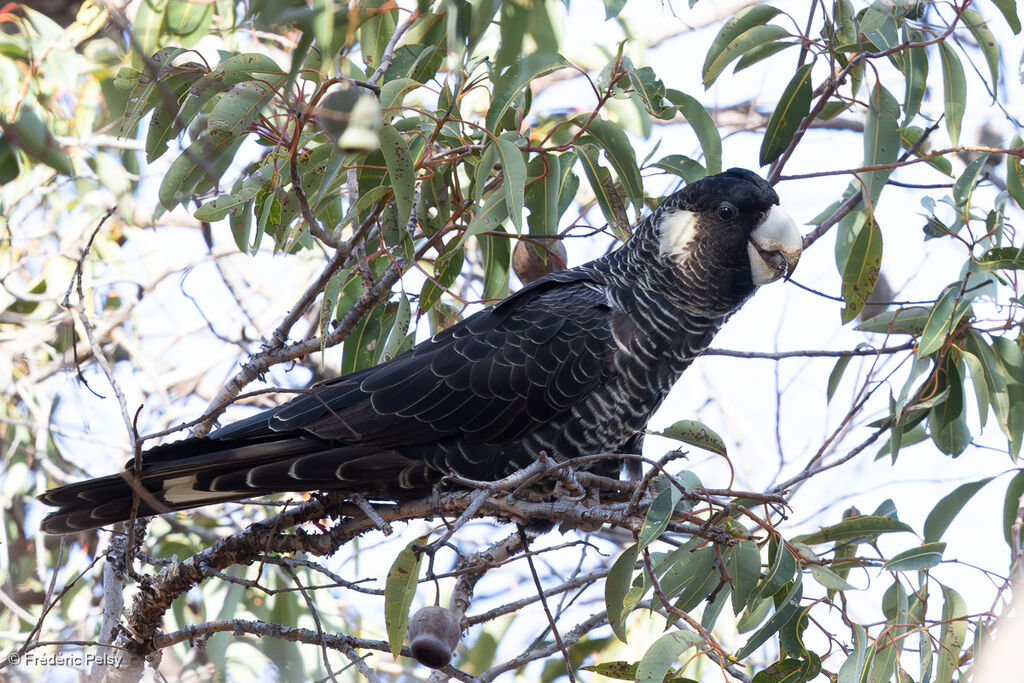 Baudin's Black Cockatoo