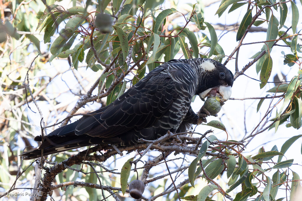 Baudin's Black Cockatoo