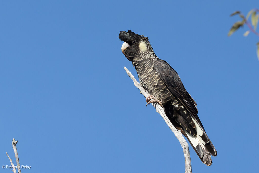 Baudin's Black Cockatoo