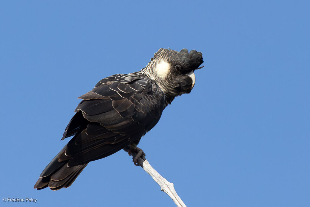 Baudin's Black Cockatoo