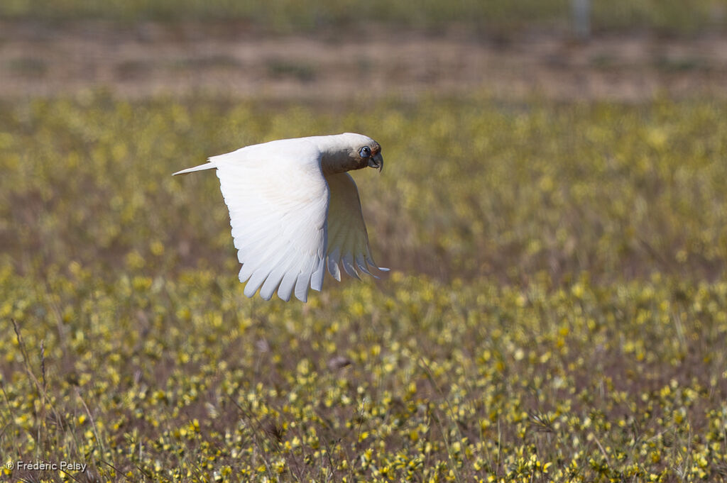 Cacatoès laboureur, Vol