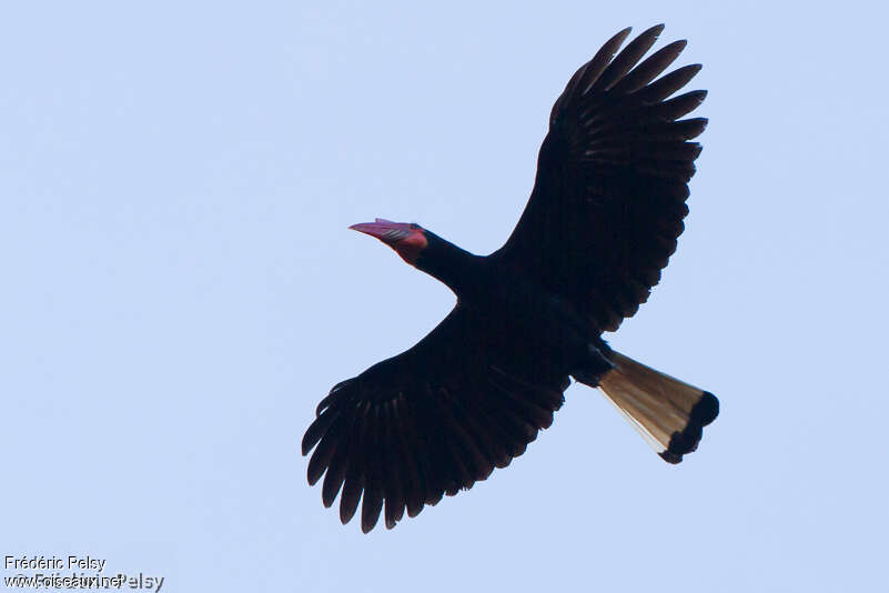 Writhed Hornbill female adult