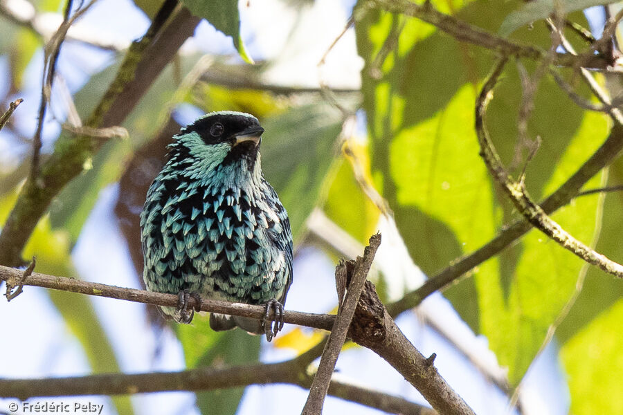 Beryl-spangled Tanager