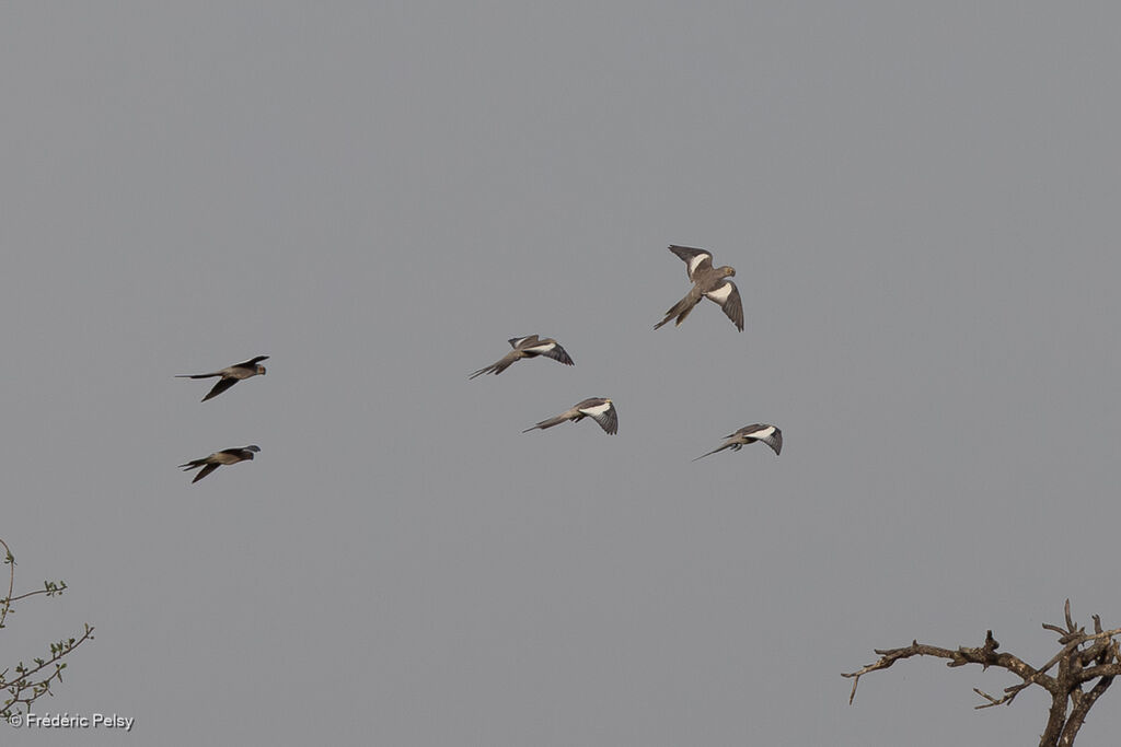 Calopsitte élégante, Vol