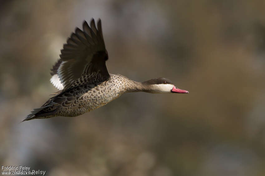 Canard à bec rougeadulte, Vol