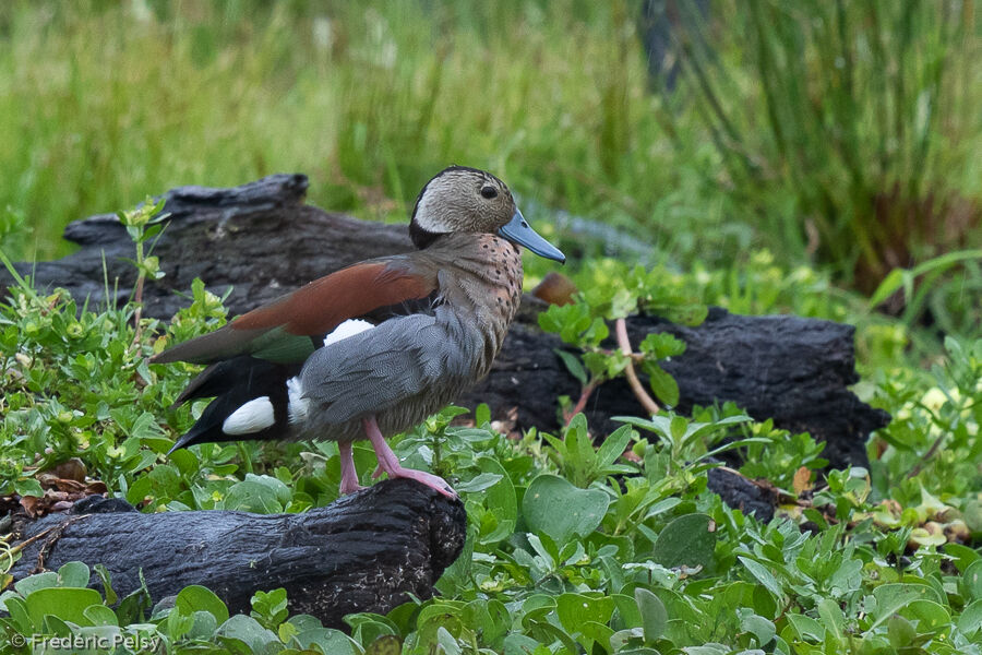 Canard à collier noir mâle