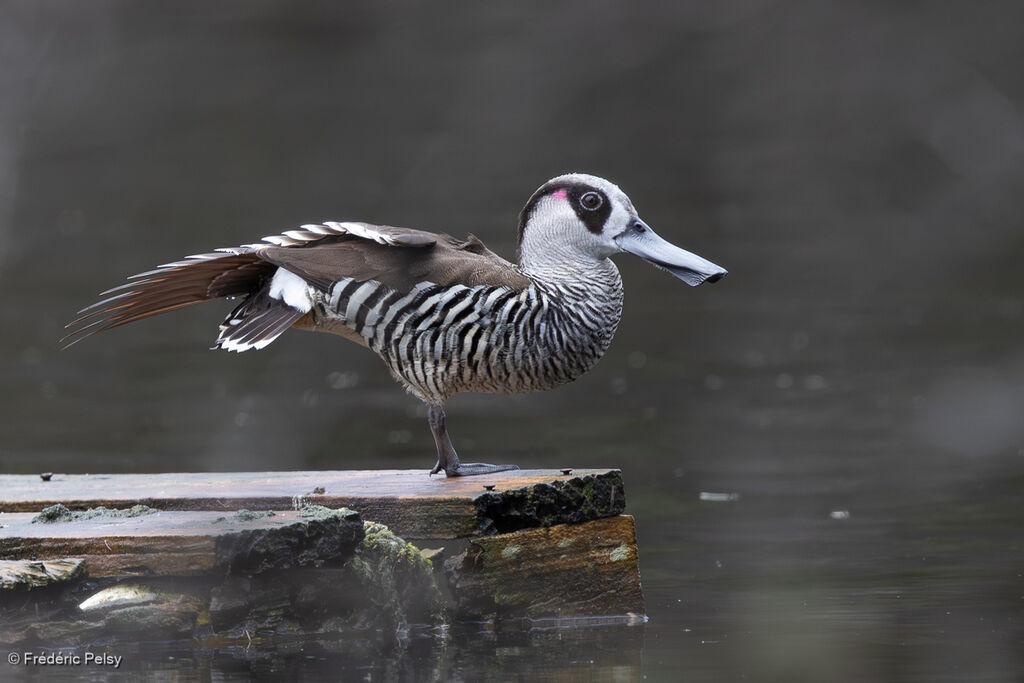 Canard à oreilles roses - Malacorhynque à oreilles roses<br />