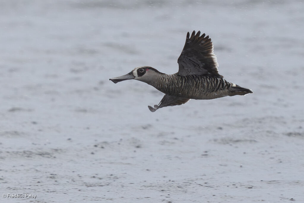 Canard à oreilles roses - Malacorhynque à oreilles roses<br />, Vol