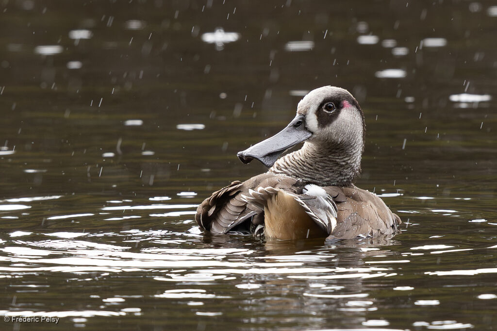 Canard à oreilles roses - Malacorhynque à oreilles roses<br />
