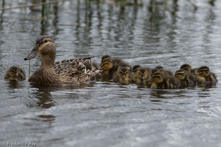 Canard colvert