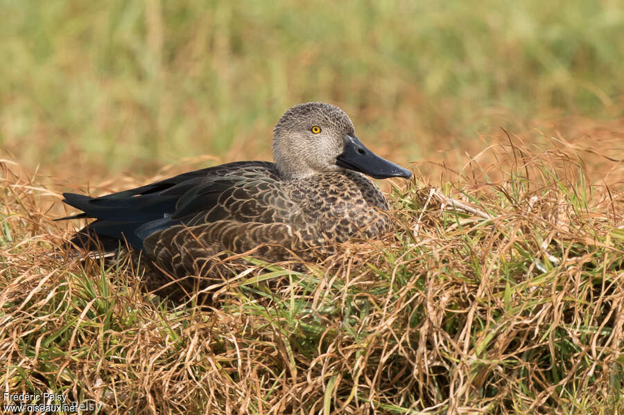 Canard de Smith mâle adulte, Comportement