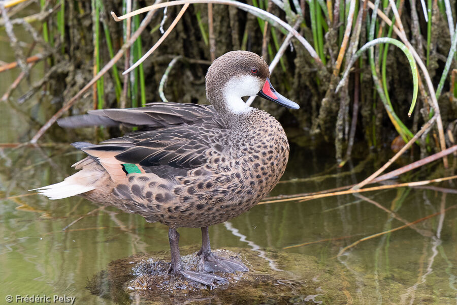 Canard des Bahamas