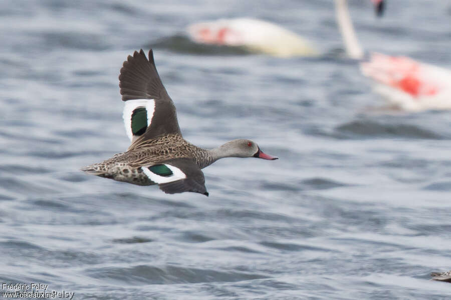 Canard du Capadulte, Vol