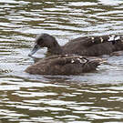 Canard noirâtre