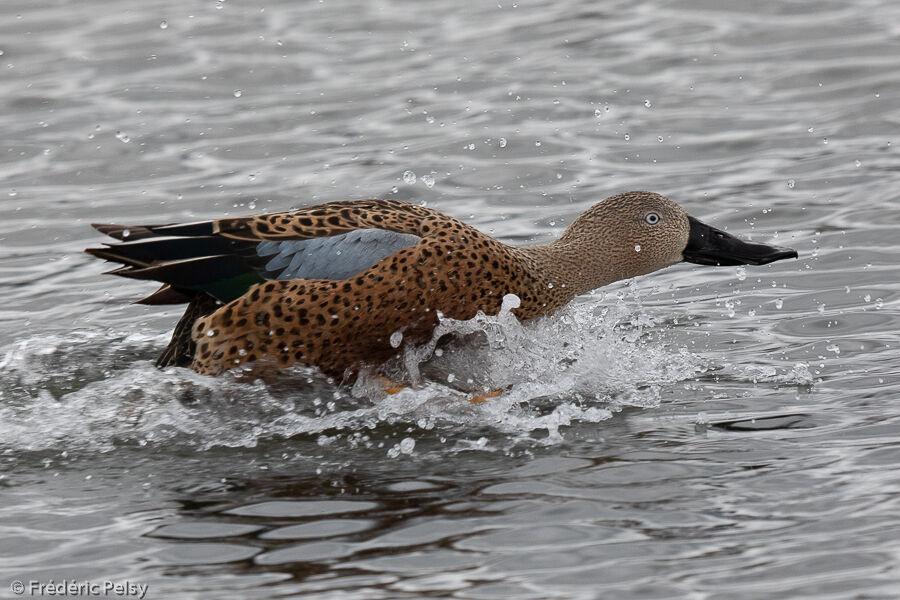 Canard spatule mâle