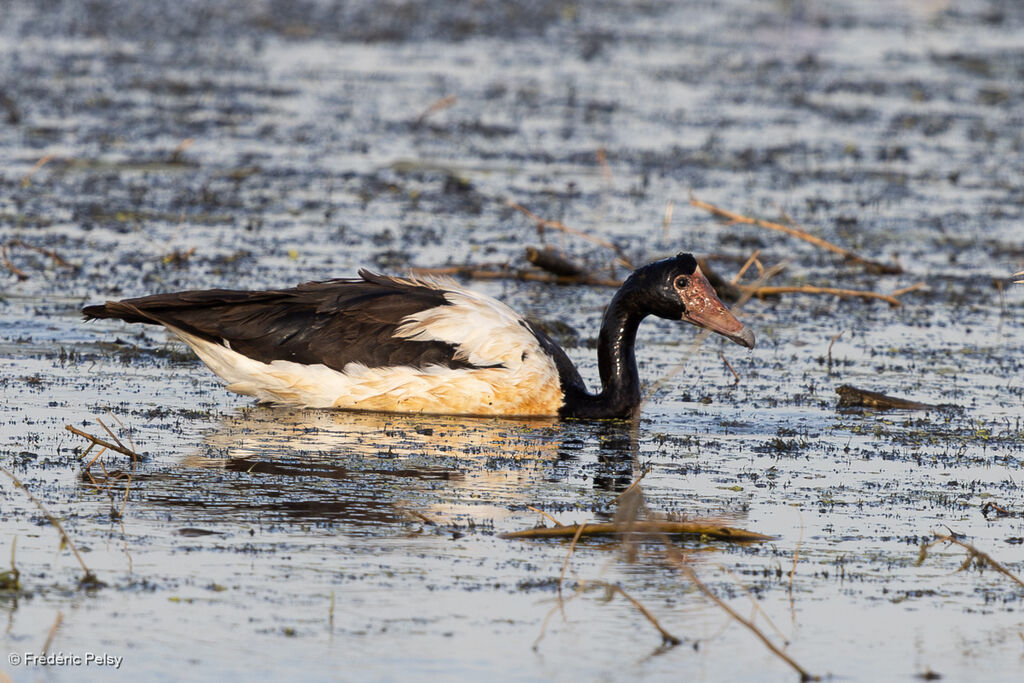Magpie Goose