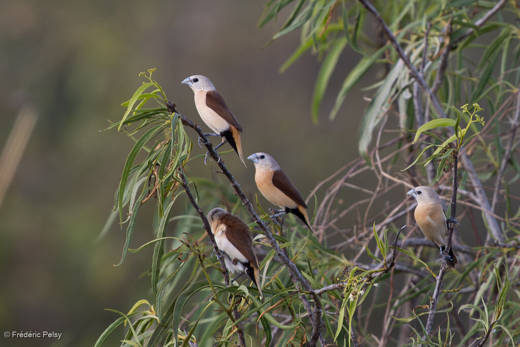 Capucin à croupion jaune
