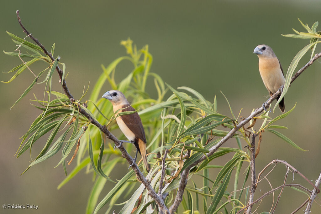 Capucin à croupion jaune