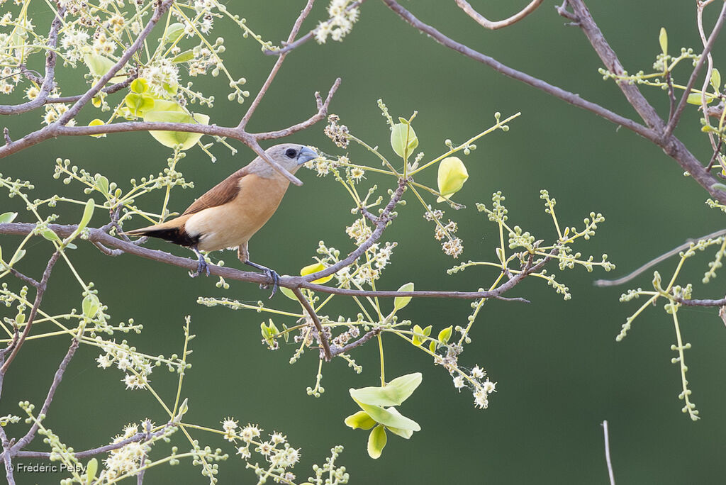 Capucin à croupion jaune