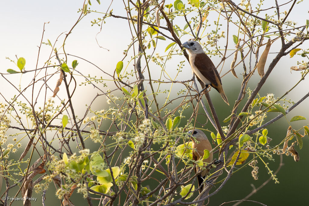 Capucin à croupion jaune