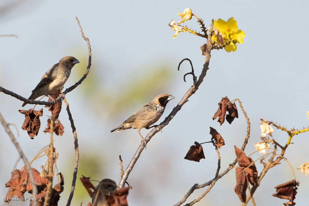 Capucin à poitrine blanche - Diamant à poitrine blanche<br />