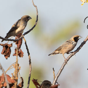 Capucin à poitrine blanche
