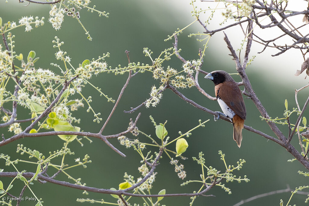 Capucin donacoleadulte