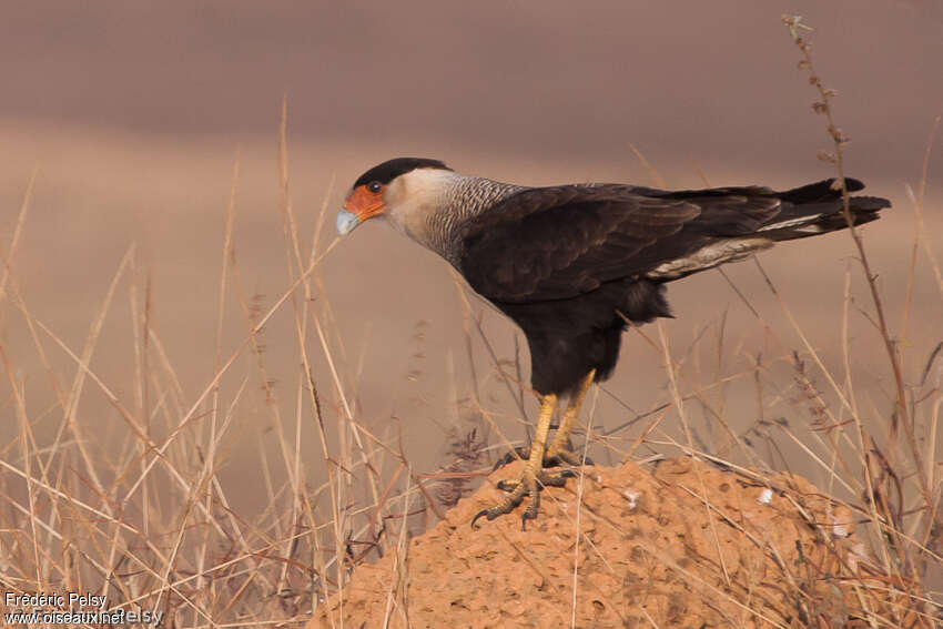 Caracara huppéadulte, pigmentation, Comportement