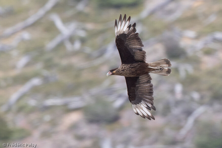 Caracara huppéimmature, Vol