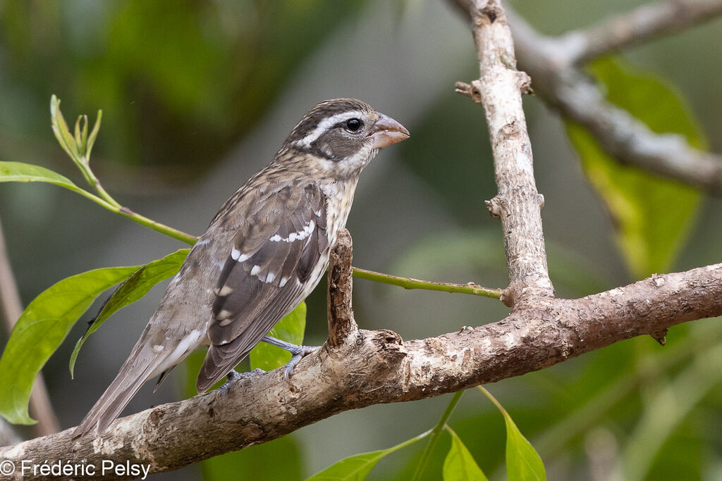 Rose-breasted Grosbeak female