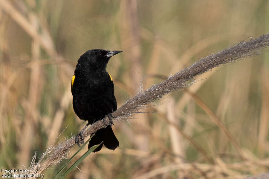 Yellow-winged Blackbird male adult