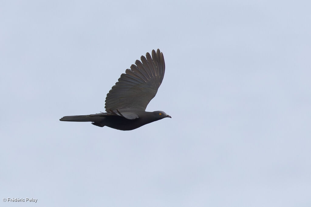 Christmas Imperial Pigeon