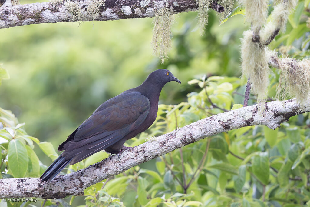 Christmas Imperial Pigeon