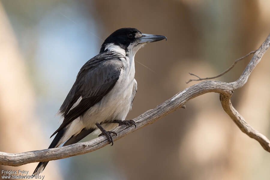 Grey Butcherbird female adult, identification