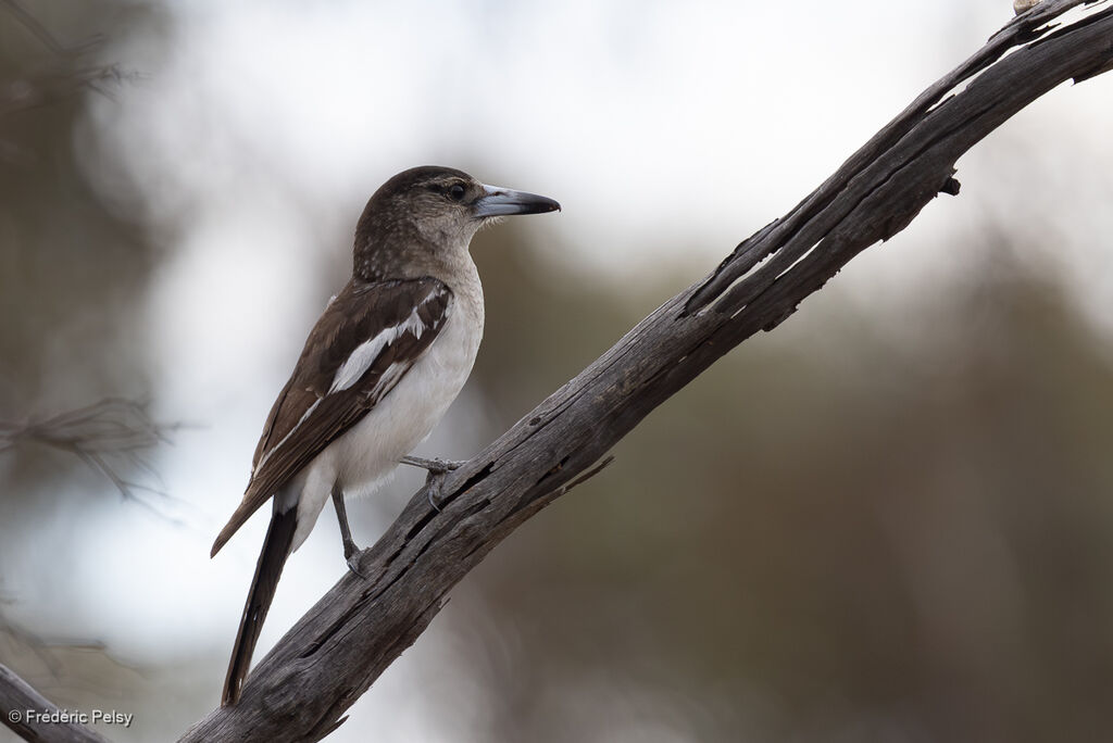 Cassican à gorge noirejuvénile