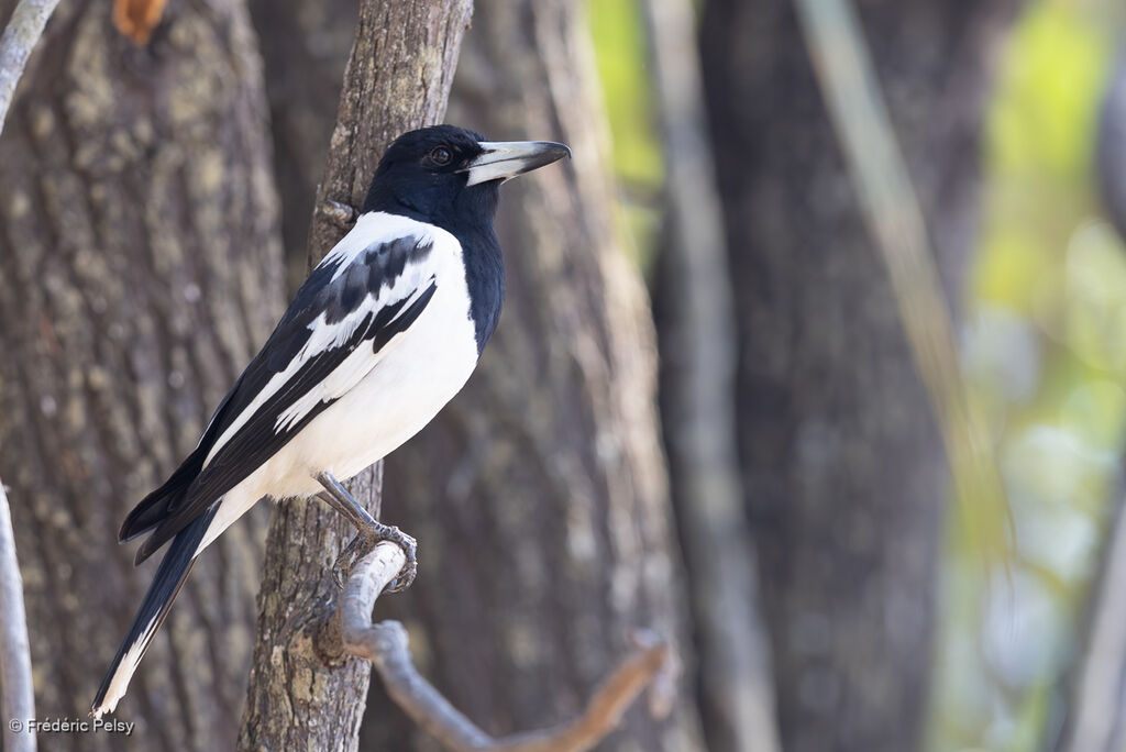 Pied Butcherbird