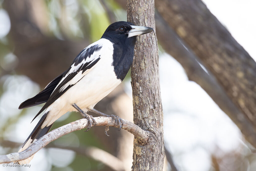 Cassican à gorge noire