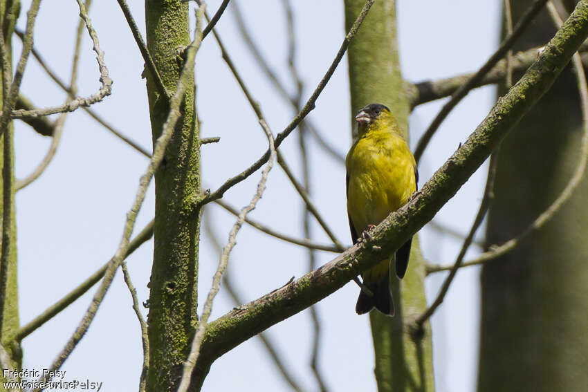 Andean Siskin male adult, close-up portrait