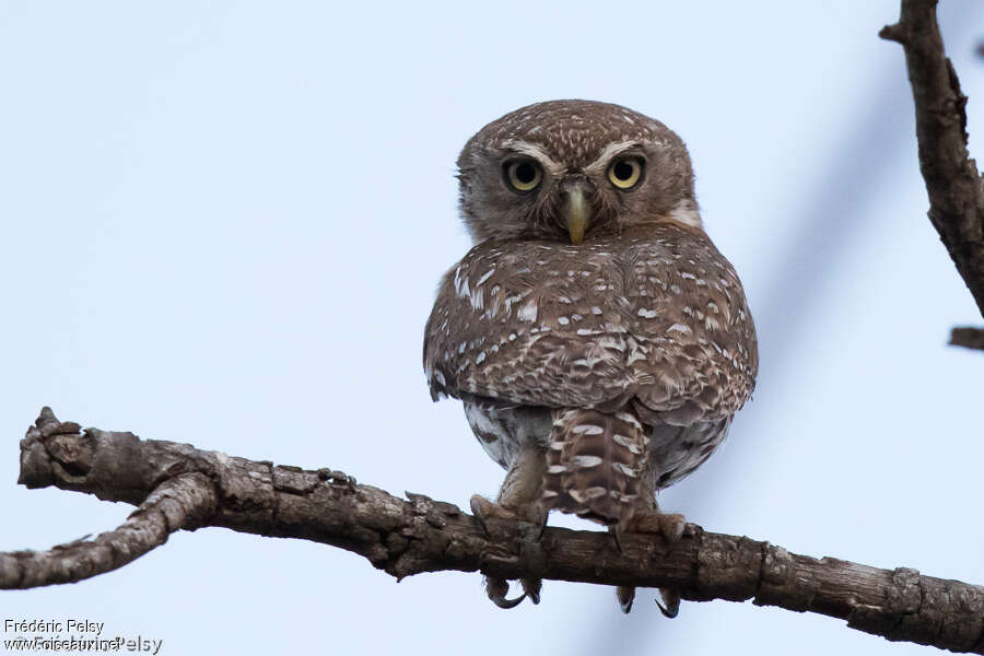Pearl-spotted Owletadult, pigmentation, Behaviour