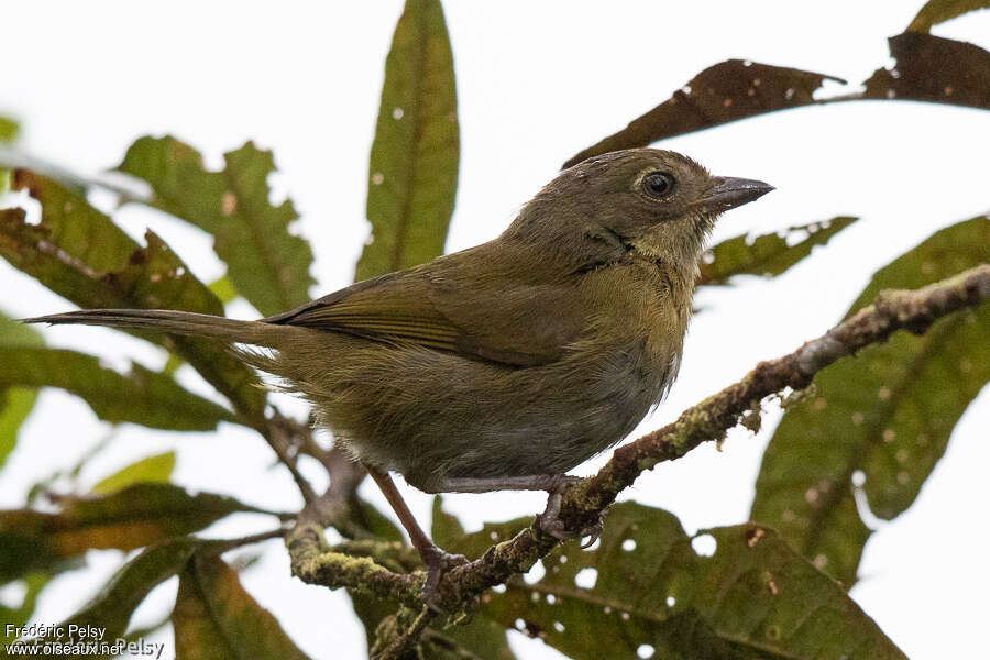 Common Chlorospingusimmature, identification