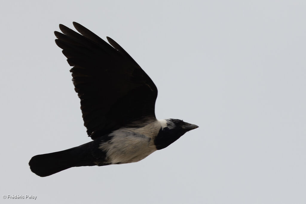 Choucas de Daourie, Vol