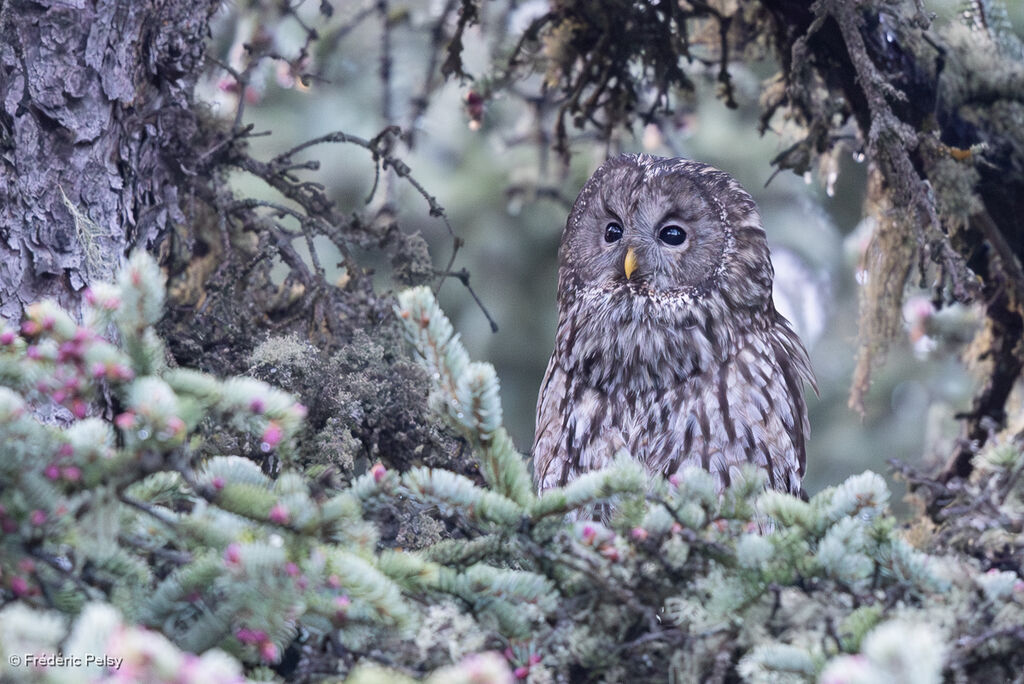 Ural Owl