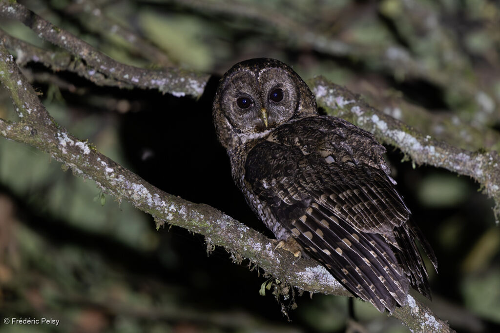 Himalayan Owl