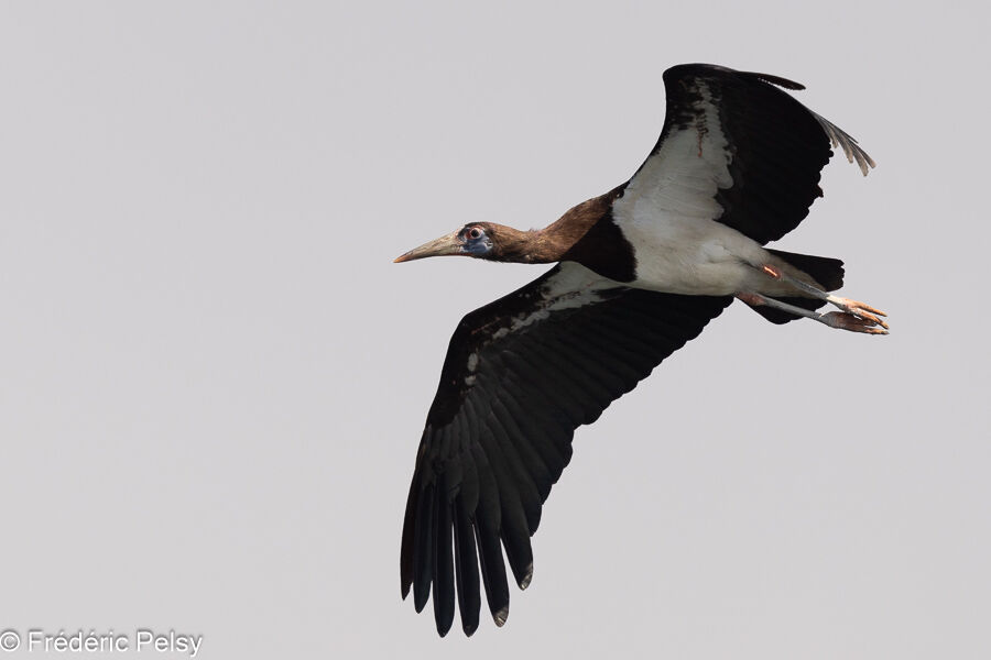 Abdim's Stork, Flight