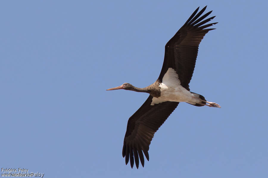 Cigogne noireimmature, Vol