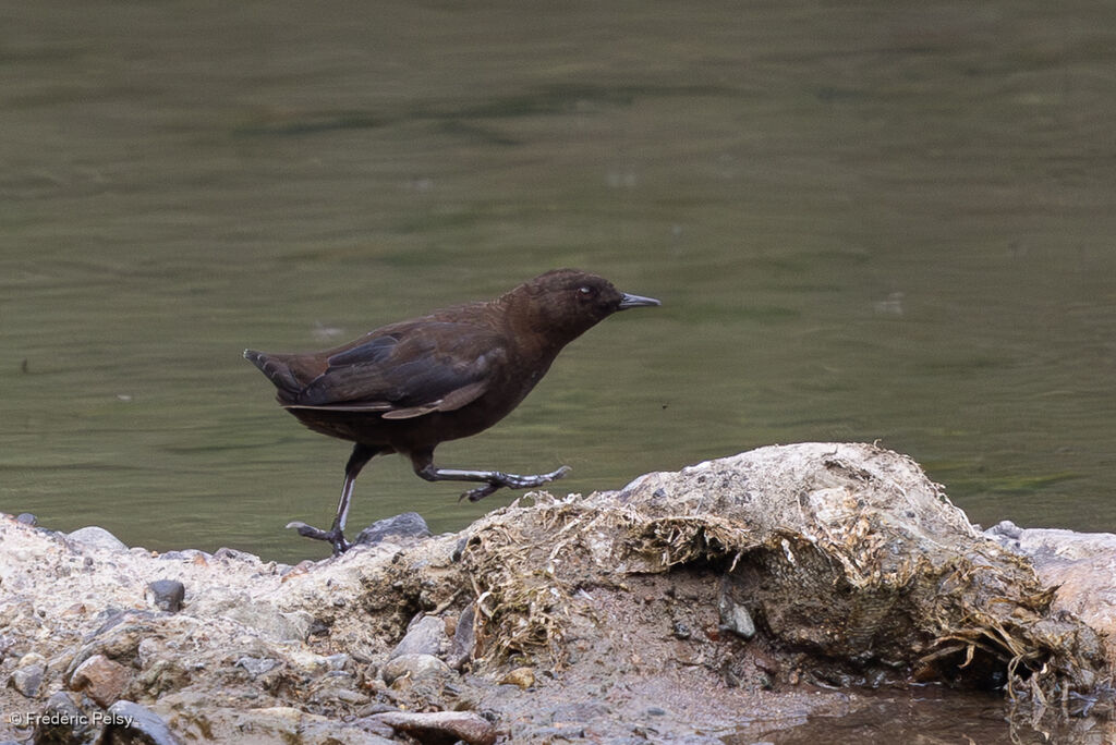 Brown Dipper